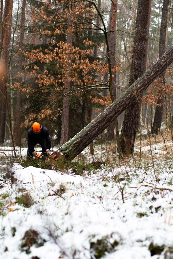 Person in orange helmet cutting tree in snowy landscape. Photo.
