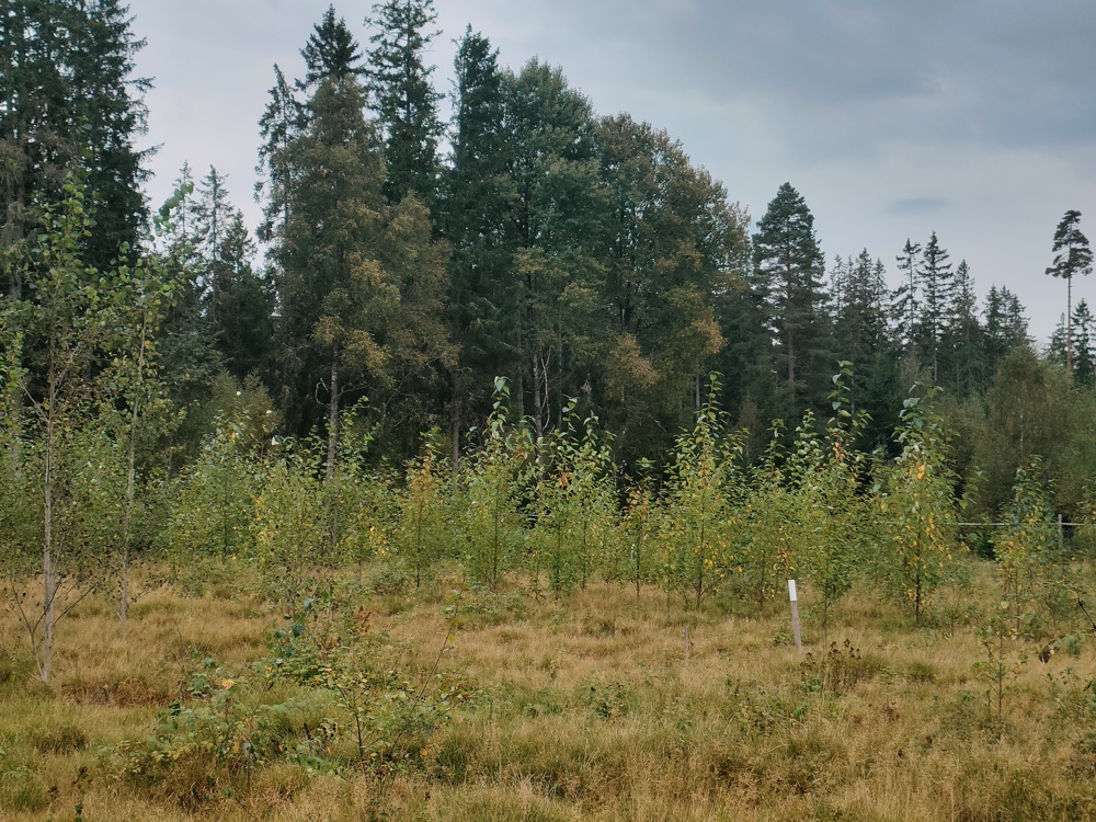 Plantering av unga träd framför äldre blandskog. Foto.