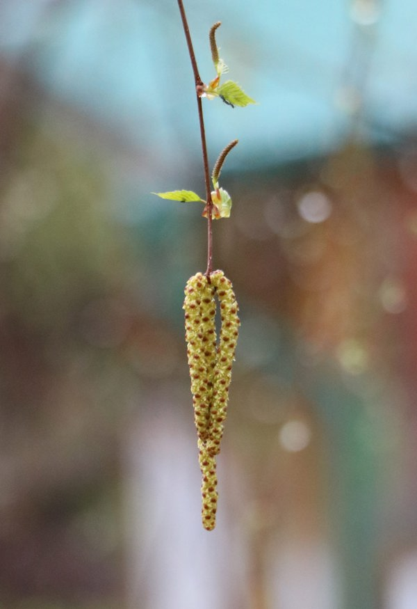 Birch flower. Photo.