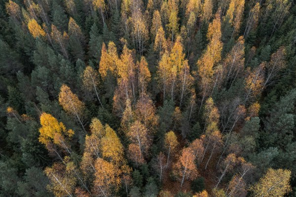 Drone view of mixed forest in autumn colours. Photo.