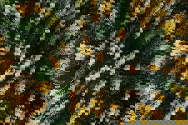 Drönarvy på blandskog med lövträd och barrträd. Foto.