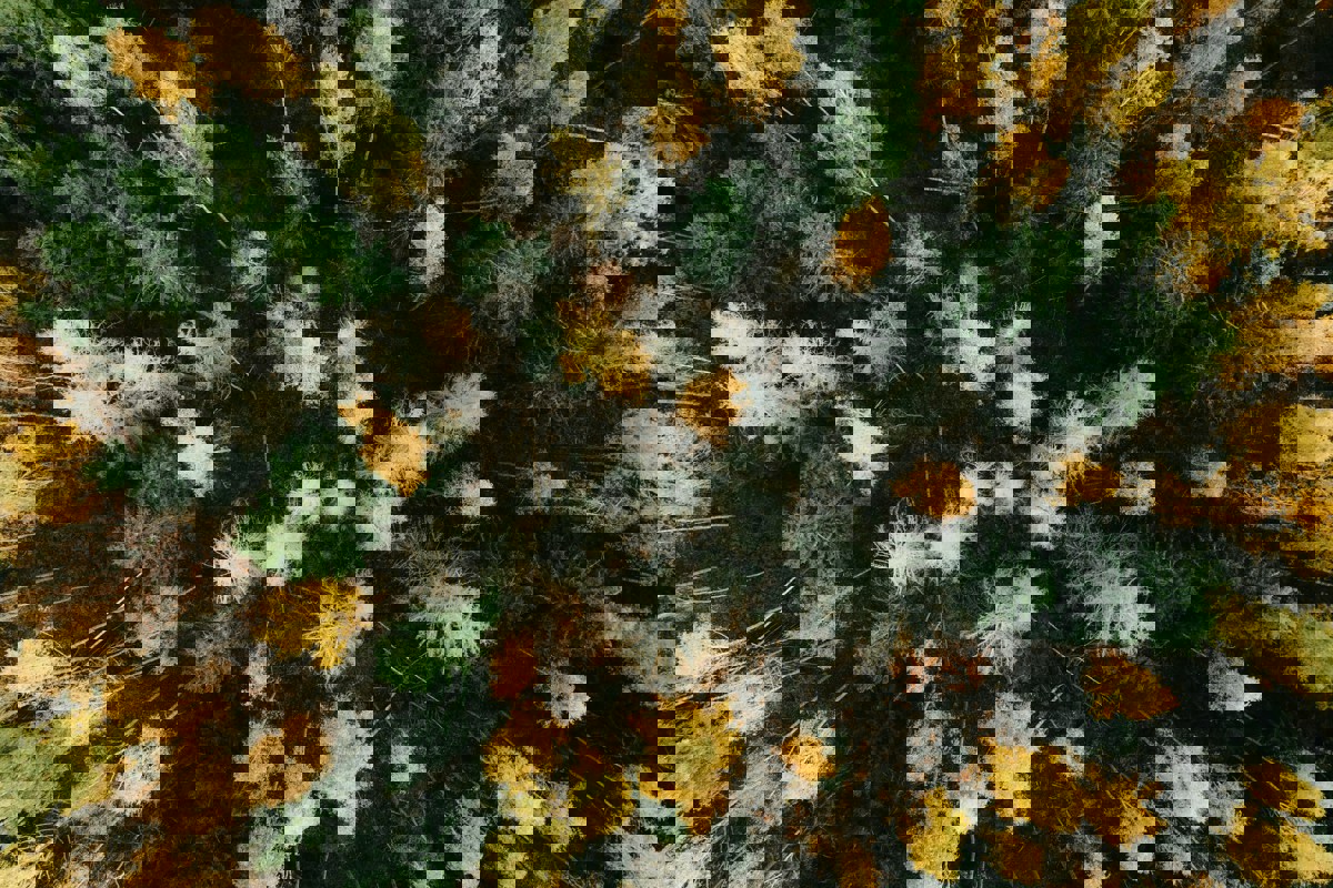 Drönarvy på blandskog med lövträd och barrträd. Foto.