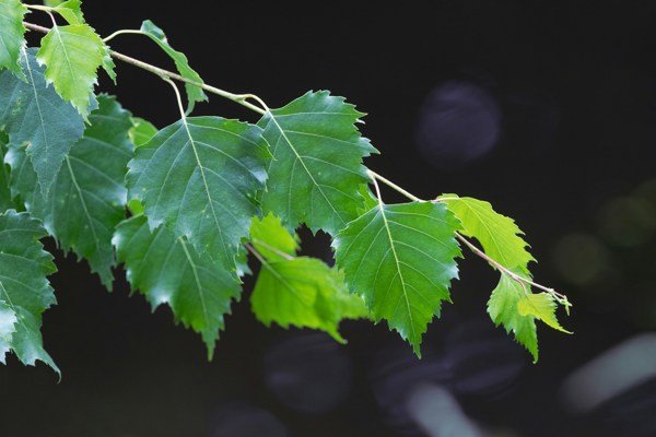 Birch leaves in front of dark stream. Photo.