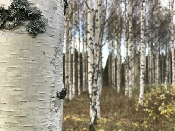 Planted birch in rows. Photo.
