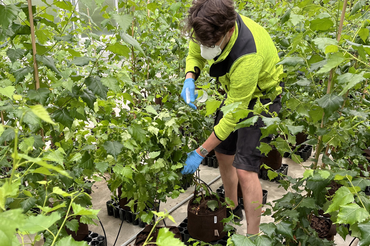 Person treats birch plants in greenhouse. Photo.