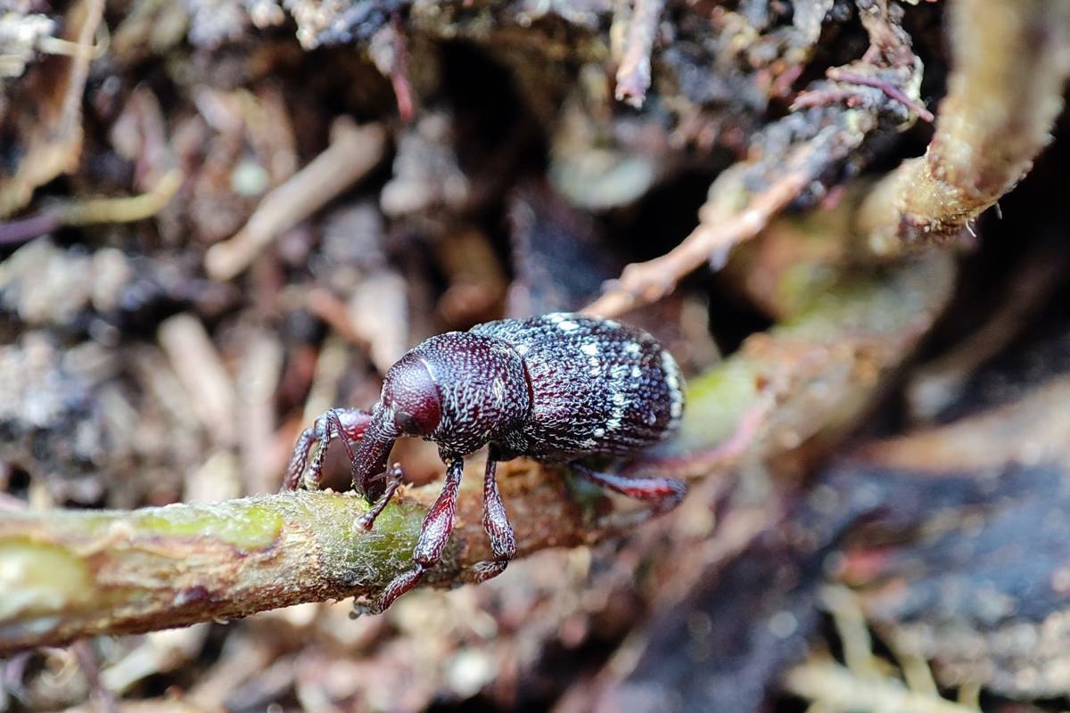 Skalbagge på trädplanta. Foto.