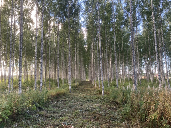 Planterad björkskog i skymningsljus. Foto.