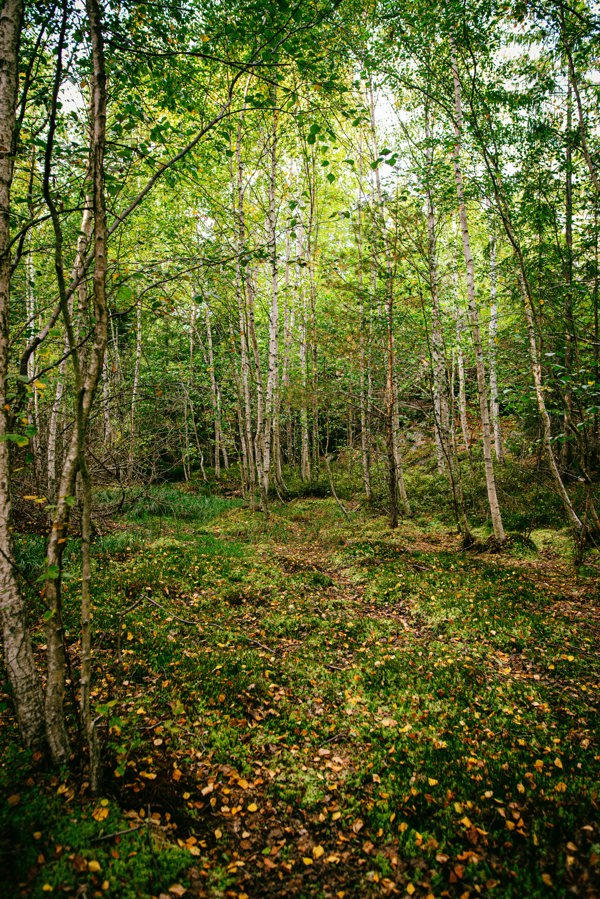 Blandskog med björk. Foto.