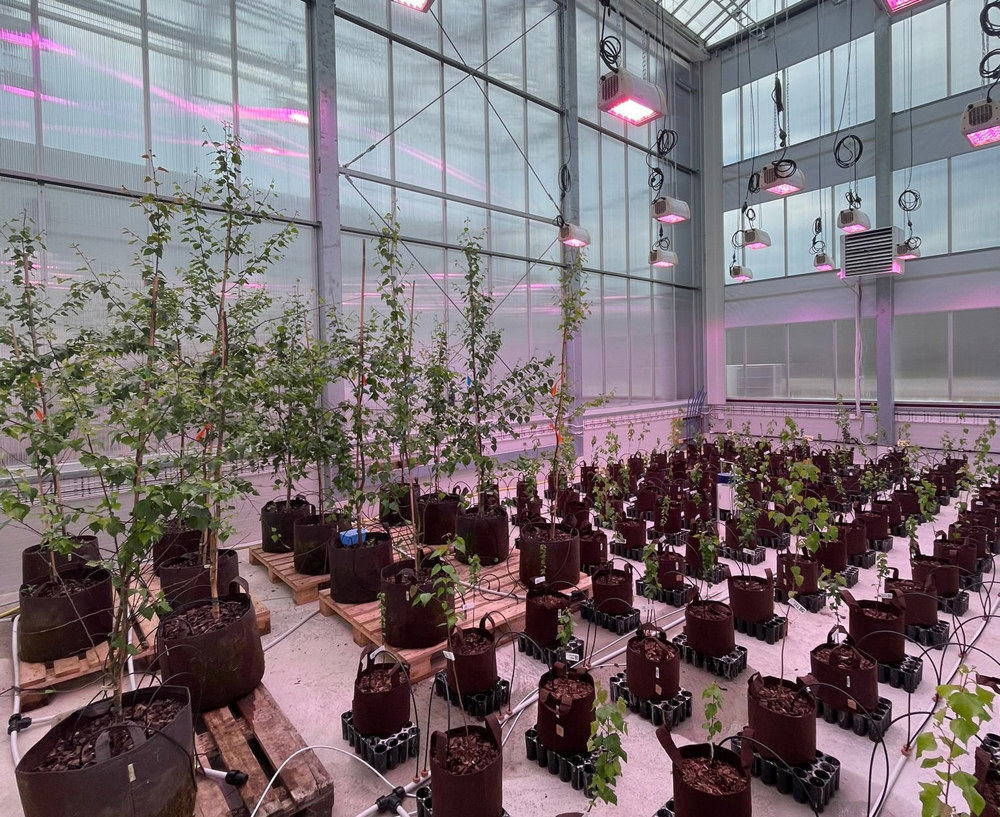 Birch plants in greenhouse with pink lights. Photo.