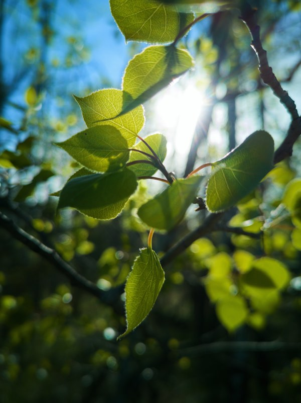 Poplar leaves in sunshine. Photo.