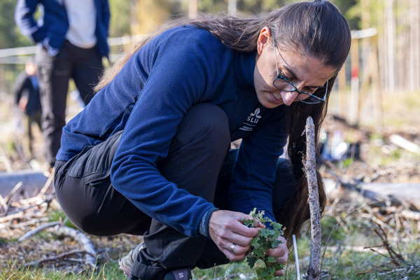 Kvinna studerar lövplanta i solig plantering. Foto.