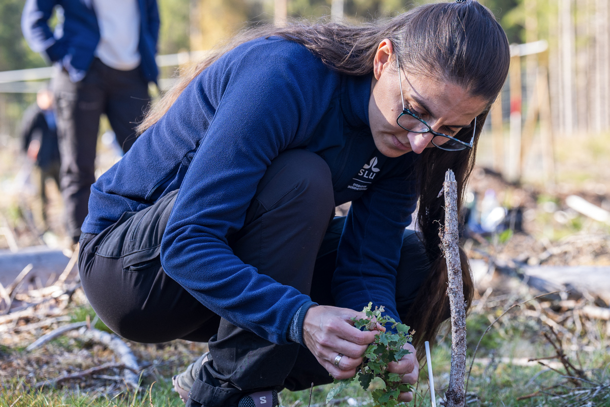 Kvinna studerar lövplanta i solig plantering. Foto.