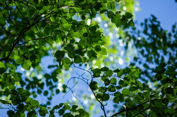 Birch leaves in front of blue sky. Photo.