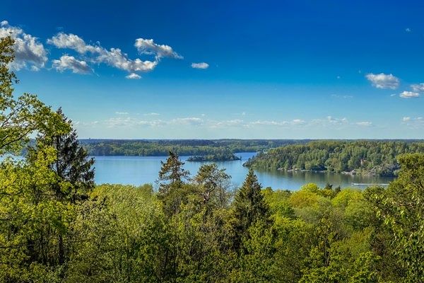 Overview of mixed forest by lake in sunny weather with blue sky. Photo.