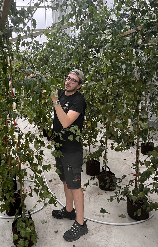 Person håller i björkplantor i växthus. Foto.