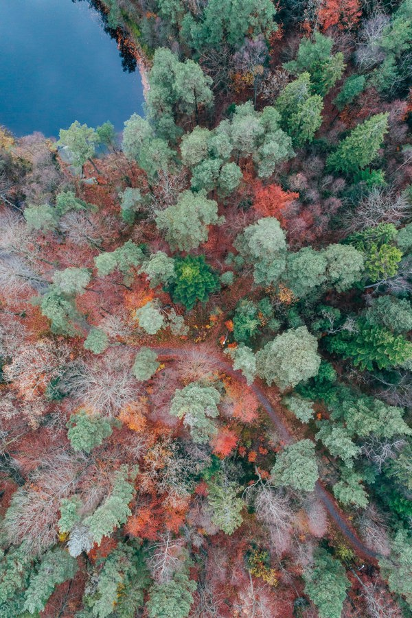 Drone image of mixed forest near a lake. Photo.